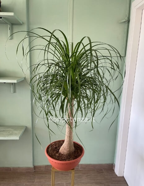 Pianta di BEUCARNEA (cosiddetta 