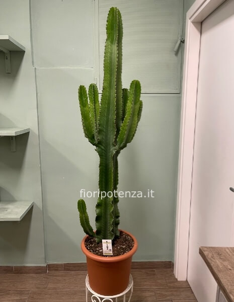 EUPHORBIA ERITREA (pianta grassa con spine), h. 165 cm (dal vaso), diametro vaso 35 cm