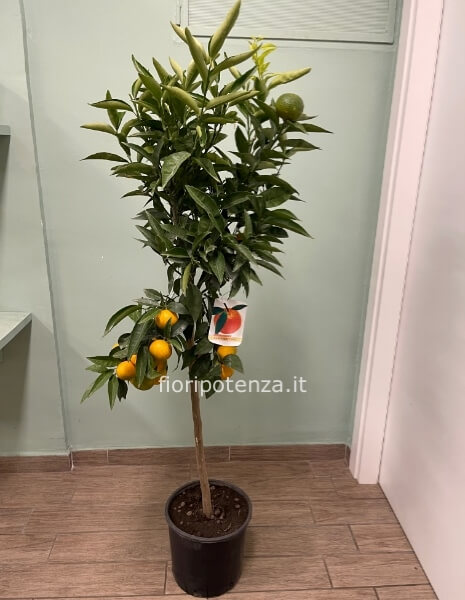 PIANTA DI CLEMENTINO (