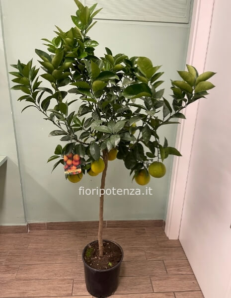 PIANTA DI ARANCIO 'WASHINGTON' (