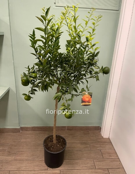 PIANTA DI MANDARINO (