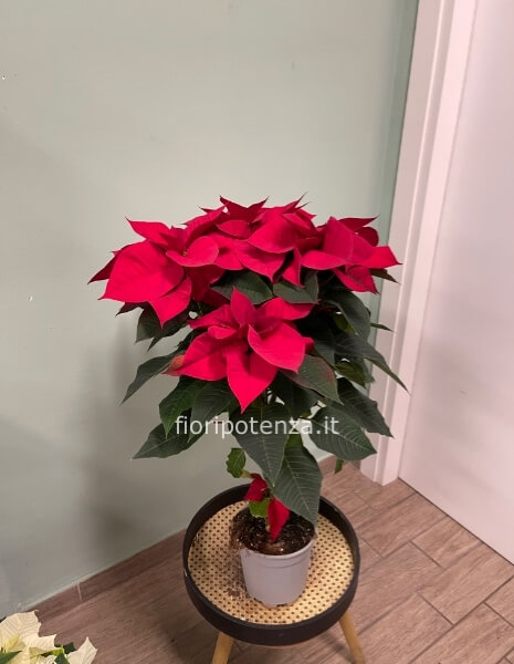 ALBERELLO DI NATALE(