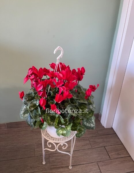 CICLAMINO A CIOTOLA ROSSO O ALTRO COLORE A SCELTA DEL CLIENTE, h. 50 cm, diametro vaso 23 cm