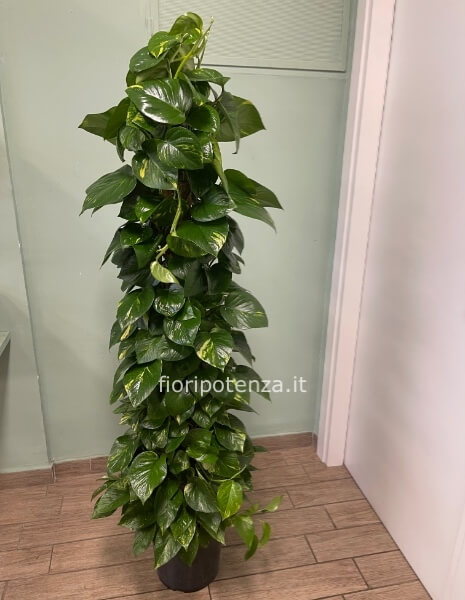 POTHOS AUREA, h. 165 cm (dal vaso), diametro vaso 27 cm