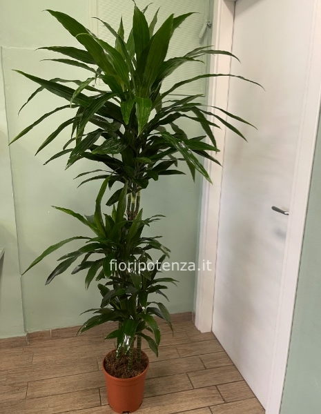 DRACENA JANET LIND a quattro tronchi, h. 190 cm circa (dal vaso), diametro vaso 24 cm