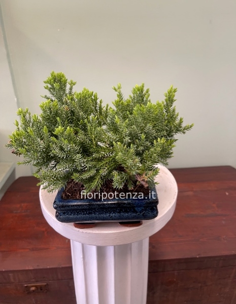 BONSAI GINEPRO 