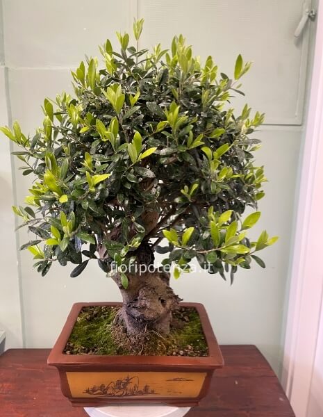 BONSAI MAXI DI ULIVO SPAGNOLO, h. 65 cm (dal vaso), vaso 35 cm