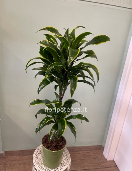 DRACENA DORADO a due tronchi, h. 100 cm (dal vaso), diametro vaso 20 cm