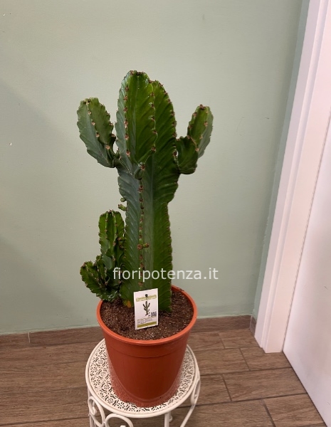 EUPHORBIA INGENS (pianta grassa con spine), h. 80 cm (dal vaso), diametro vaso 24 cm