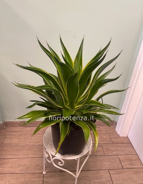 AGAVE DESMETTIANA, h. 70 cm circa (dal vaso), diametro vaso 24 cm