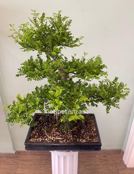 BONSAI GRANDE PEPE, h. 65 cm circa (dal vaso), vaso 40 cm